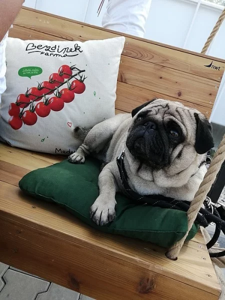 KRÁSNÝ MOPS s průkazem původu KE KRYTÍ (PP nejsou podmínkou)